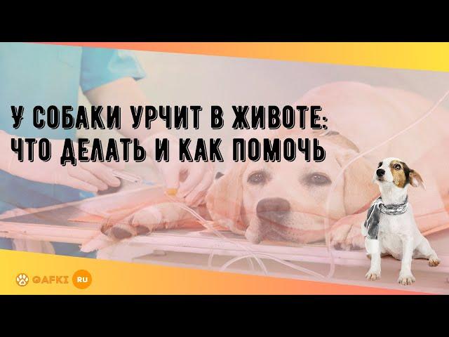 У собаки урчит в животе: что делать и как помочь