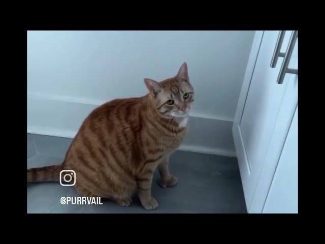 Cats being cats, relatable and funny for 4 minutes | meme's, cute and funny cats