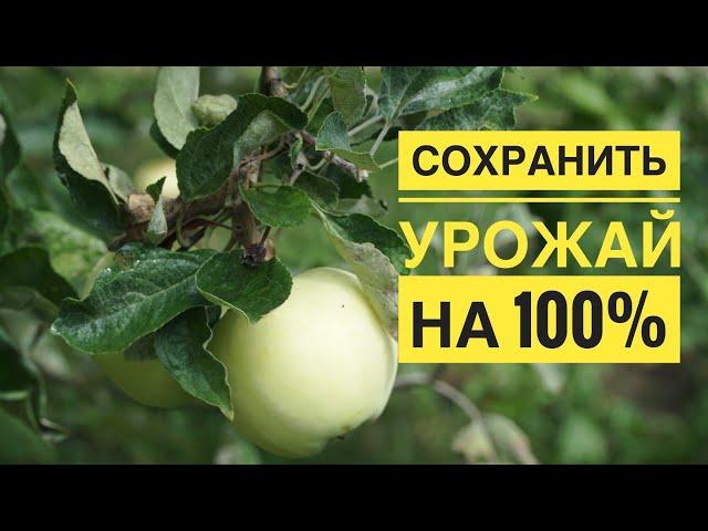 Обработай яблоки, чтобы спасти урожай и избавится от гнили.