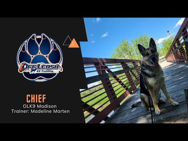 6 Y/O German Shepherd "Chief "| doggy manners| Madison Dog Trainers