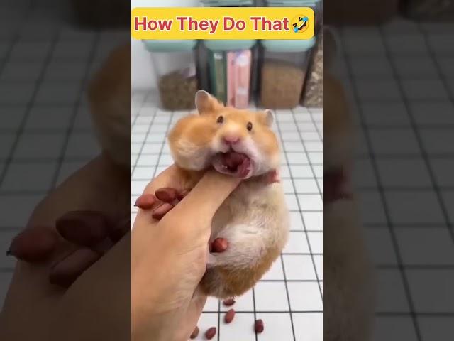 #Hamster#viral#Cutevideo#animals