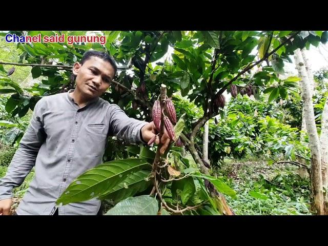 Hasil setelah peremajaan Cacao dataran tinggi kebun anak yatim...kita do,a kan bisa bagus.Aminnnn