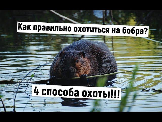 Как правильно охотиться на бобра? 4 способа охоты на бобра. #охота_на_бобра #Охота