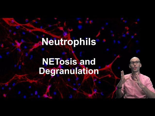 What are neutrophils and what do they do? (part 2)