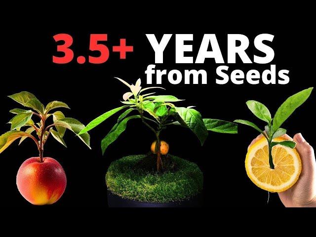 Growing Trees from Seed in Timelapse Compilation! (9 Trees - 1398 Days)