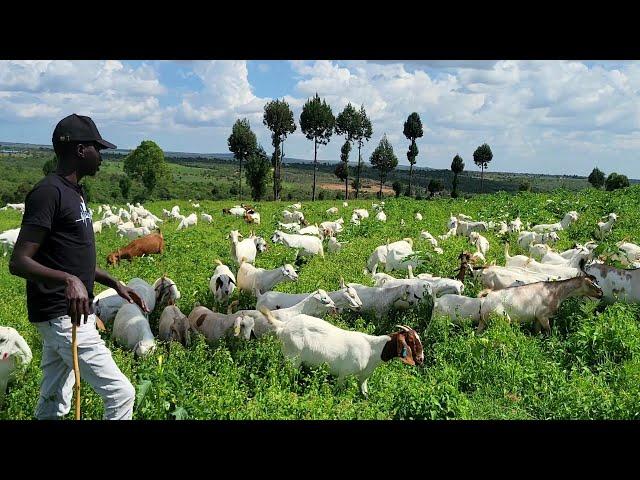 Boer goats crossing with 100s of  local Galla goats.