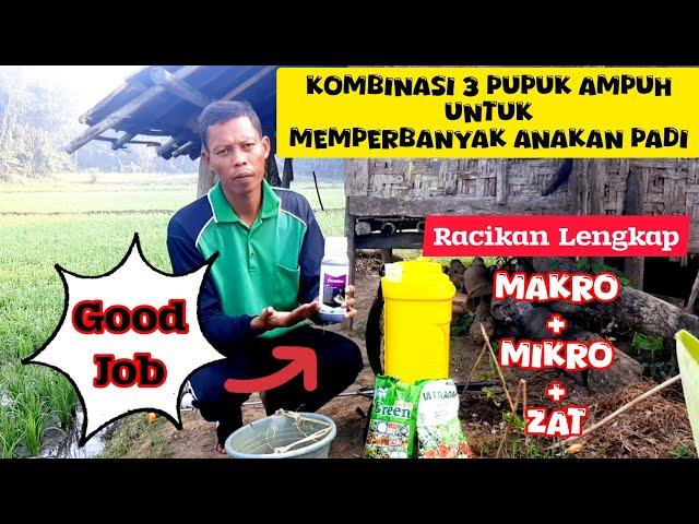 NUTRISI AMPUH...Untuk Memperbanyak Anakan Padi Produktif agar Hasil Panen Petani Dapat Meningkat.