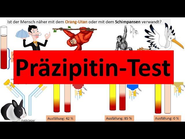 Präzipitintest zur Bestimmung stammesgeschichtlicher Verwandtschaft [Biologie, Evolution, Oberstufe]