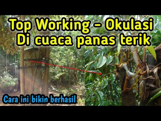 Cara top working durian di lahan terbuka, 100% berhasil  Sambung pucuk durian di lahan anti gagal.