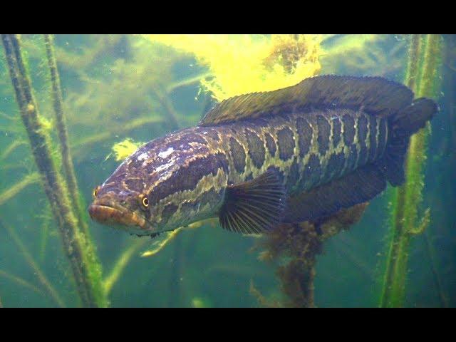 Подводная охота на Балхаше. Змееголов и другие рыбы.snakehead