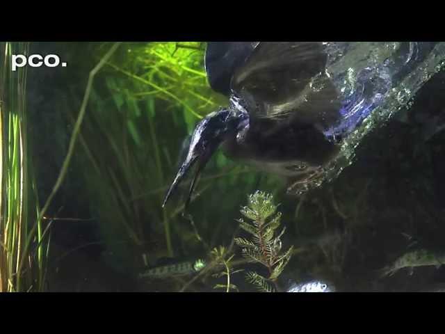 Fishing Kingfisher in slow motion II