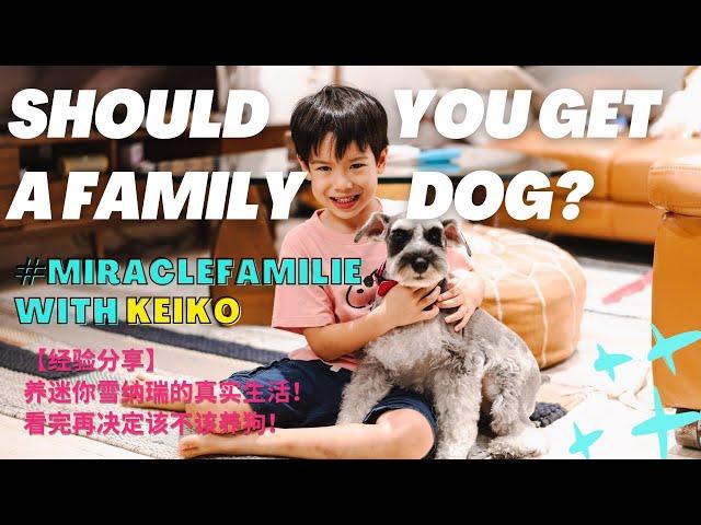 Best Family Dog? Mini Schnauzers are Hypoallergenic dogs to consider! #MiracleFamilie #FamilyVlog