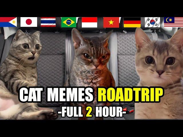 Cat MEMES Roatrip Compilation Full 2 Hour