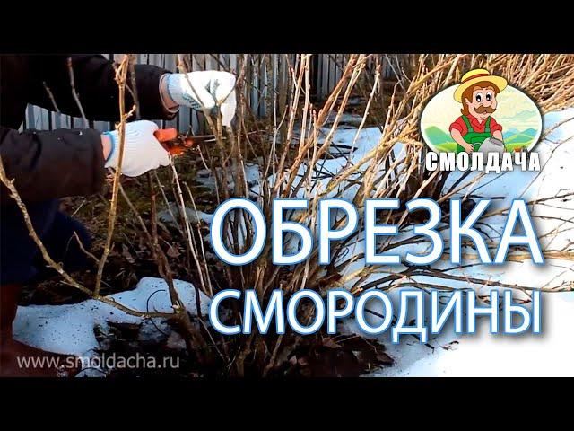 Обрезка смородины. Как обрезать черную смородину весной