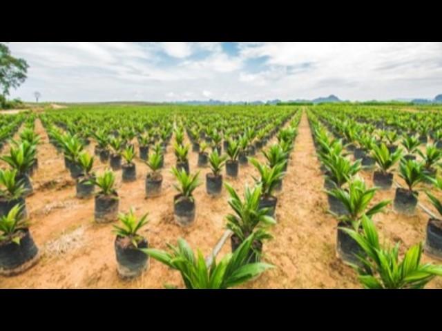 How Oil Palm Seedlings Are Nursed By Farmers | Frenat Farms