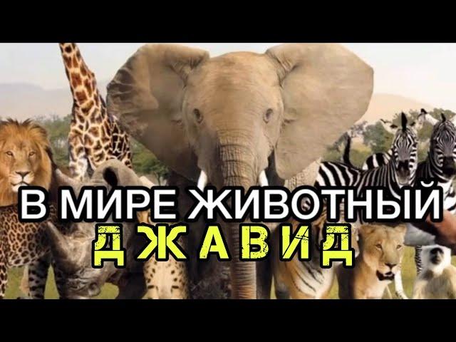 Джавид: В Мире Животный (новая озвучка)