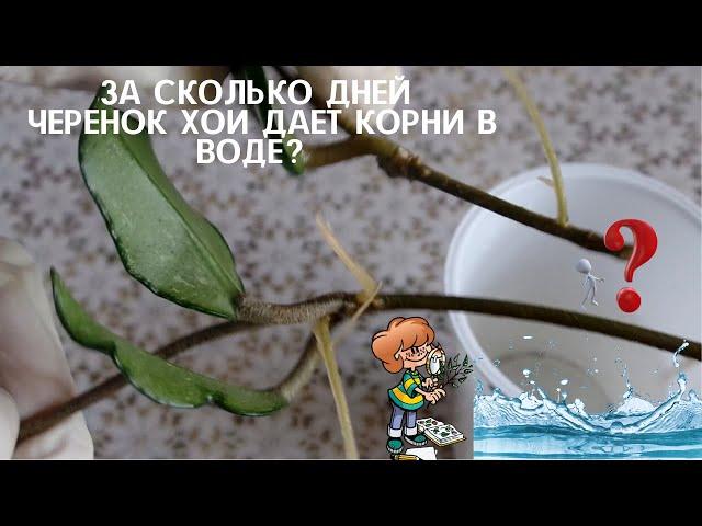 Самое  простое  100 % укоренение черенков хои (Hoya) это в воде. Проверила, за сколько времени