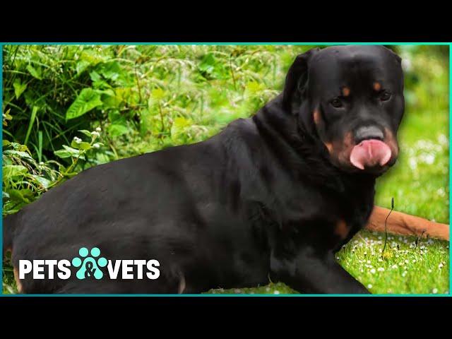 Sweet Overweight Rottweilers In Urgent Need Of New Home | Dog Rescuers Marathon | Pets & Vets