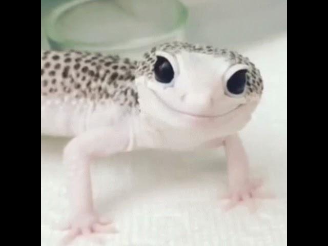 Cute gecko edit