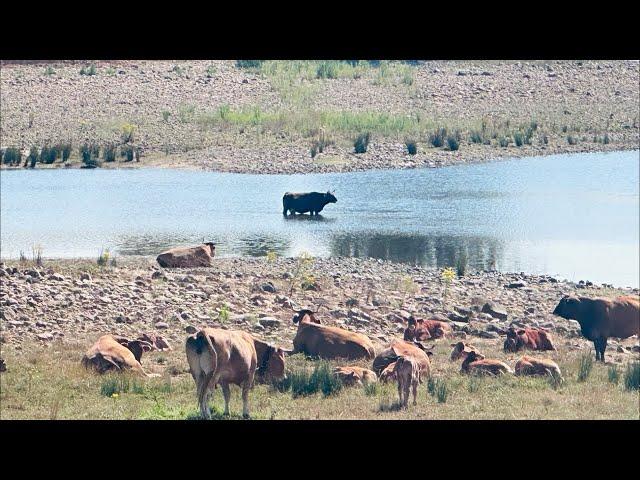 ‼ Las vacas se bañan en el pantano del Ebro ‼