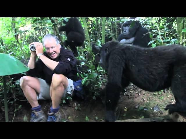 Extraordinary Encounter with Mountain Gorillas in Bwindi, Uganda