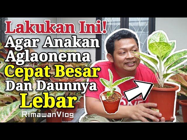 (Eps. 140) Cara Agar Anakan Aglaonema Cepat Besar dan Berdaun Lebar | Rimawan Vlog