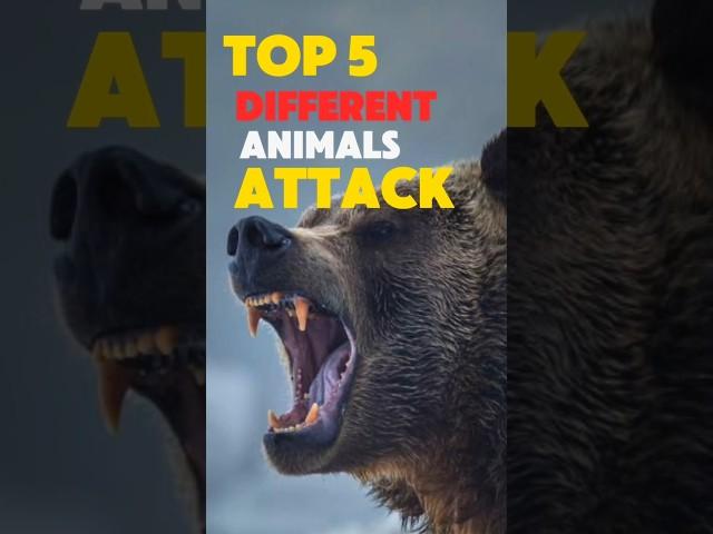 TOP 5 insane ANIMALS attack techniques