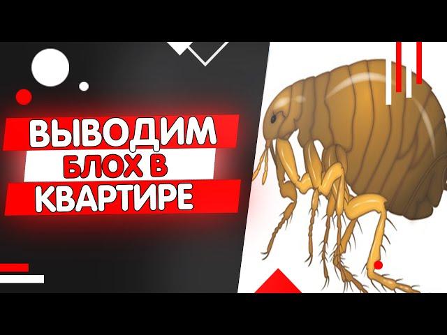 КАК ВЫВЕСТИ БЛОХ ИЗ ДОМА И КВАРТИРЫ БЫСТРО