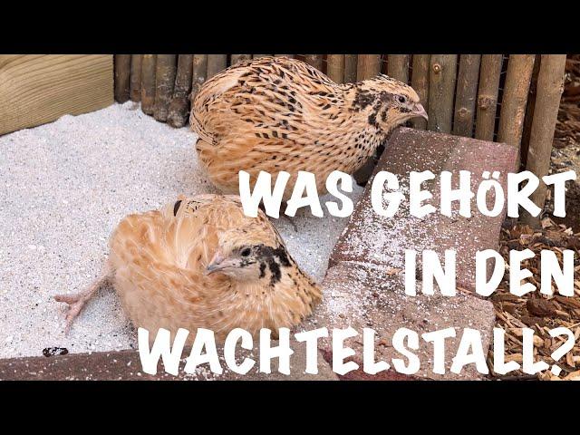 Was gehört in den Wachtelstall? | Wachteln für Anfänger | #wachteln