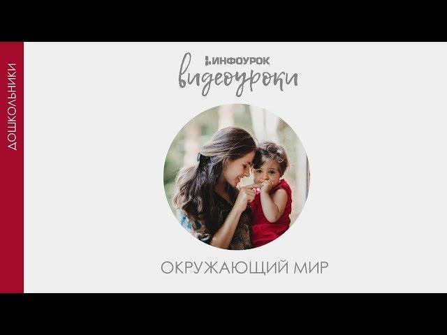 Наши пернатые друзья | Окружающий мир #14 | Инфоурок