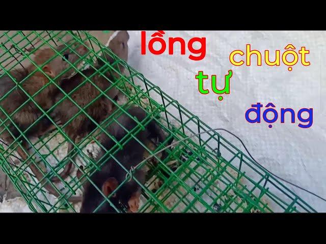 Lồng bẫy chuột tự động này bắt tất cả chuột trong nhà bạn , không còn bóng dáng chúng nữa..