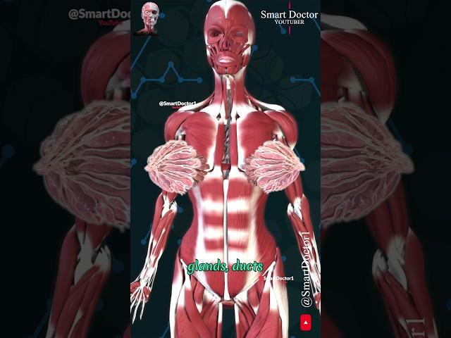 Female breast anatomy ️