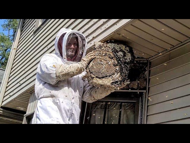 SUPER NEST! Yellow Jackets MASSIVE nest inside ceiling | INFESTATION | Wasp Nest Removal