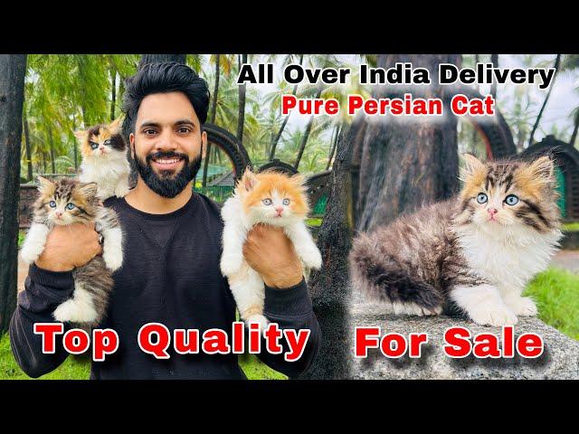 Persian Cats For Sale | Pure Breed Persian Kittens | persian cat price in india | persian cat