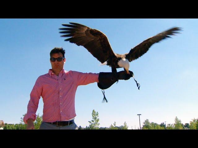 Up close and personal with Alberta's birds of prey