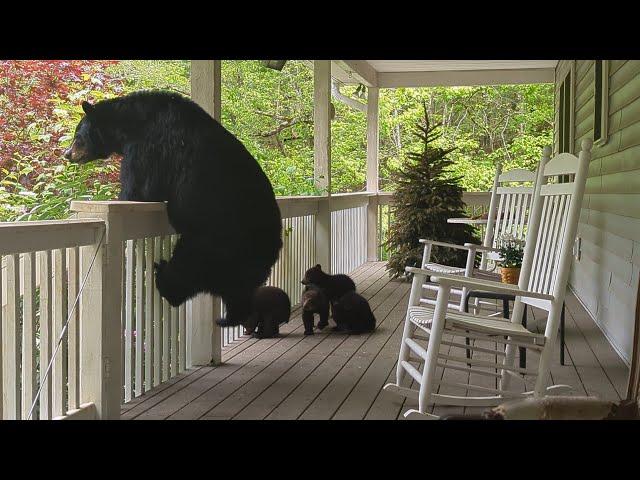 Bear Simone and Her Four (!!!!) Cubs — First Visit