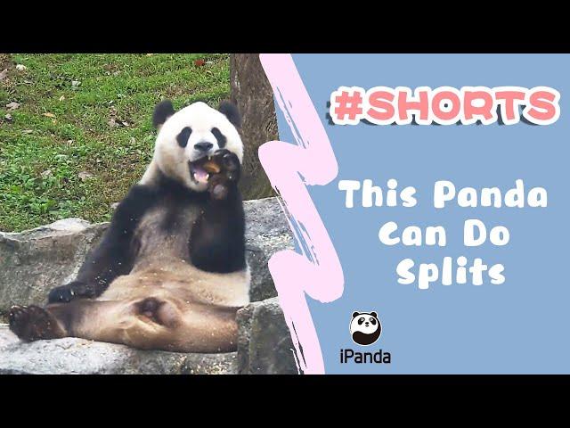 This Panda Can Do Splits | iPanda #Shorts