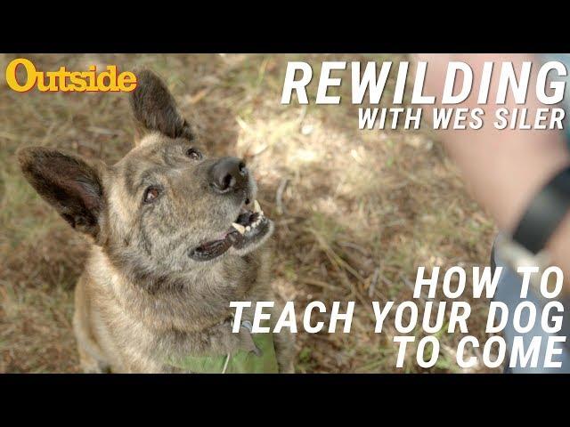 How to Teach Your Dog to Come | Outside