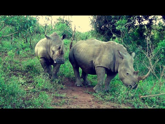 A 60 Second Virtual Kruger Safari with Wild Planet