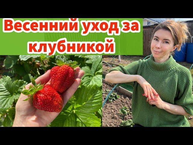 ВЕСЕННИЙ УХОД ЗА КЛУБНИКОЙ ДЛЯ ХОРОШЕГО УРОЖАЯ. Мои правила ухода за клубникой весной