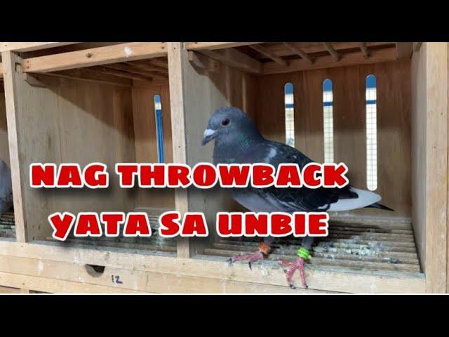 NAG THROWBACK YATA SA UNBIE |Reggie Cruz Loft & Aviary #reggiecruzloftandaviary #racingpigeon