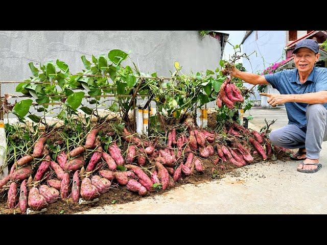 Tips Growing Sweet Potatoes Few People Know, No Cost Penny, Unbelievably Effective!