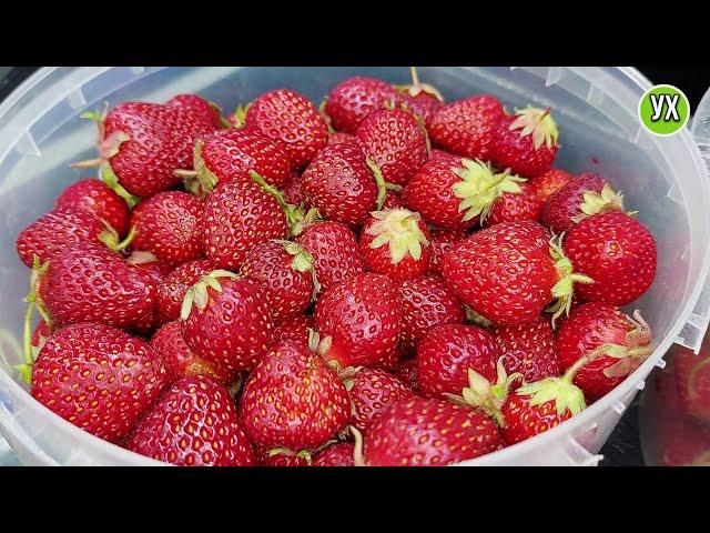 Strawberries for the winter: without freezing, without cooking and sterilization. LIVE jam!