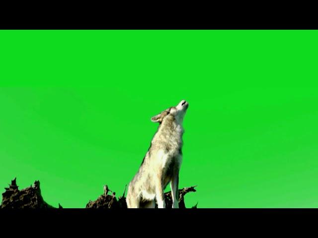 wolf Stock Footage in green screen. By :- Green screen studio.