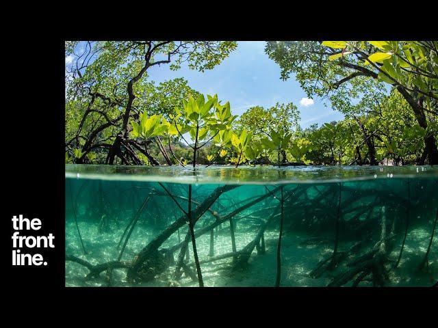 Mighty Mangroves of the Great Barrier Reef