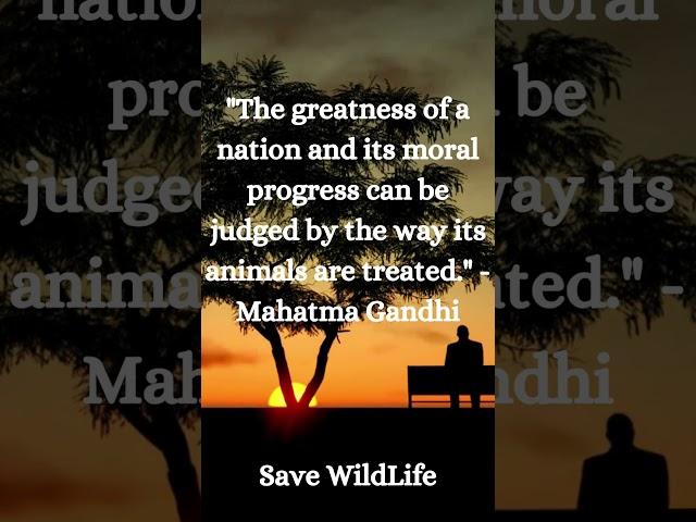 Save the Elephant #wildlife #habitat #youtubeshorts #animals #save #forest #nature #education #kids