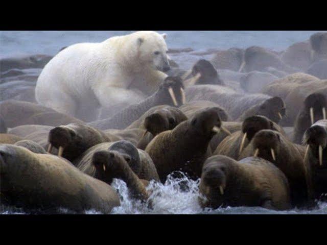 Polar Bear vs Walrus colony | BBC Planet Earth | BBC Studios