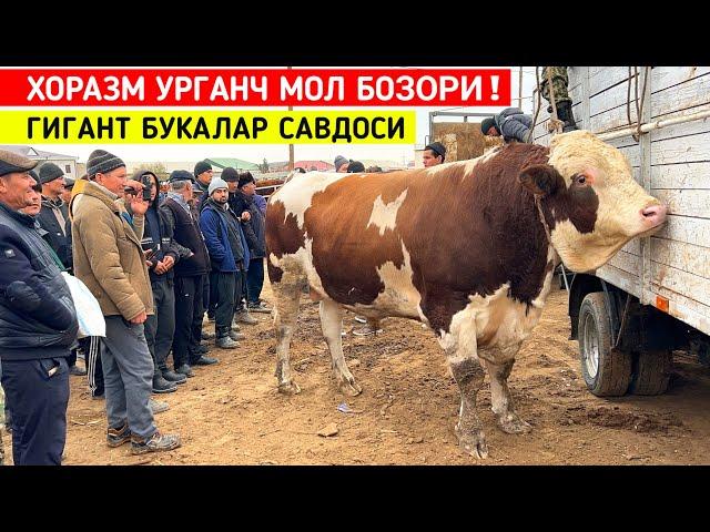 ХОРАЗМ УРГАНЧ МОЛ БОЗОРИ ГИГАНТ БУКАЛАР САВДОСИ 10-НОЯБР !!! ХОРАЗМ БОЗОР