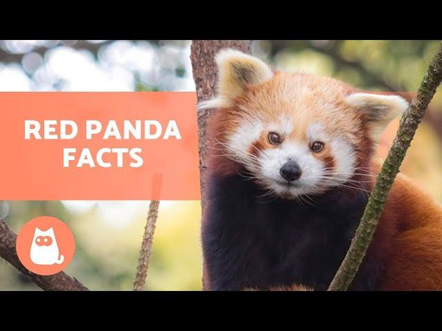 The RED PANDA ️ (Characteristics, Habitat, Diet and More!)