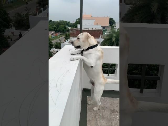 Love for younger bro #animals #doglover #labrador #bonding #dogs